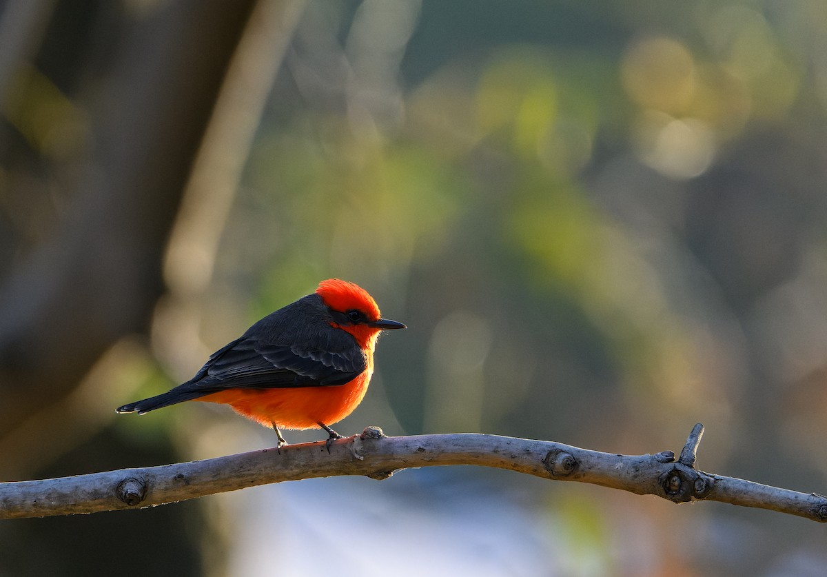Vermilion Flycatcher - ML628882750