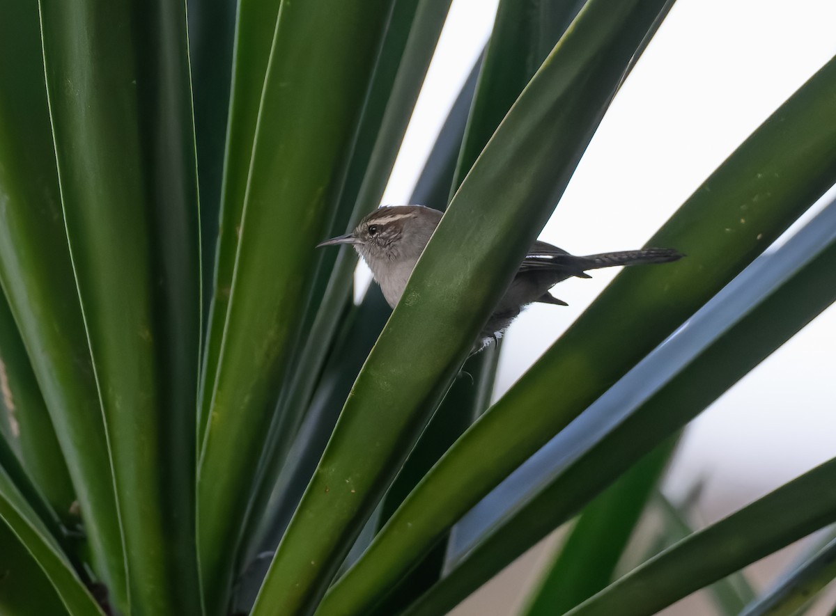 Bewick's Wren - ML628882755