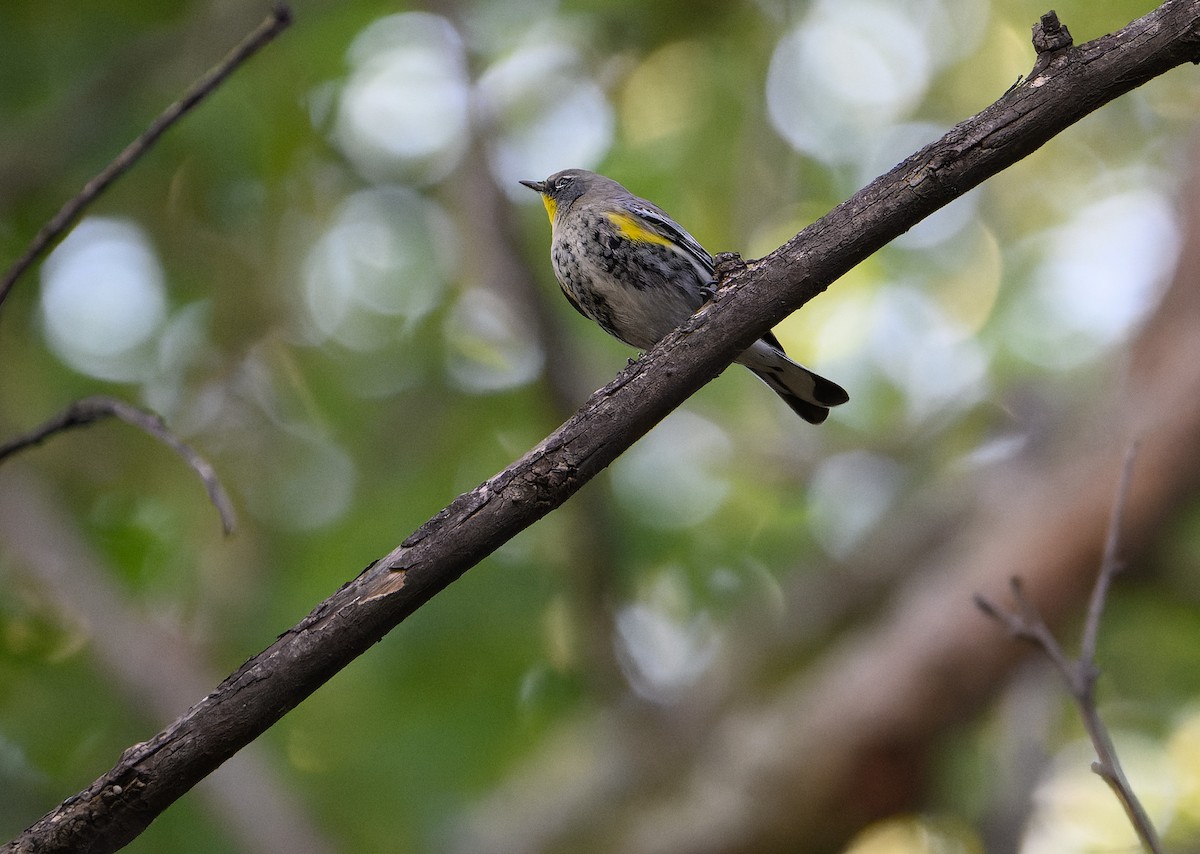 Yellow-rumped Warbler - ML628882760