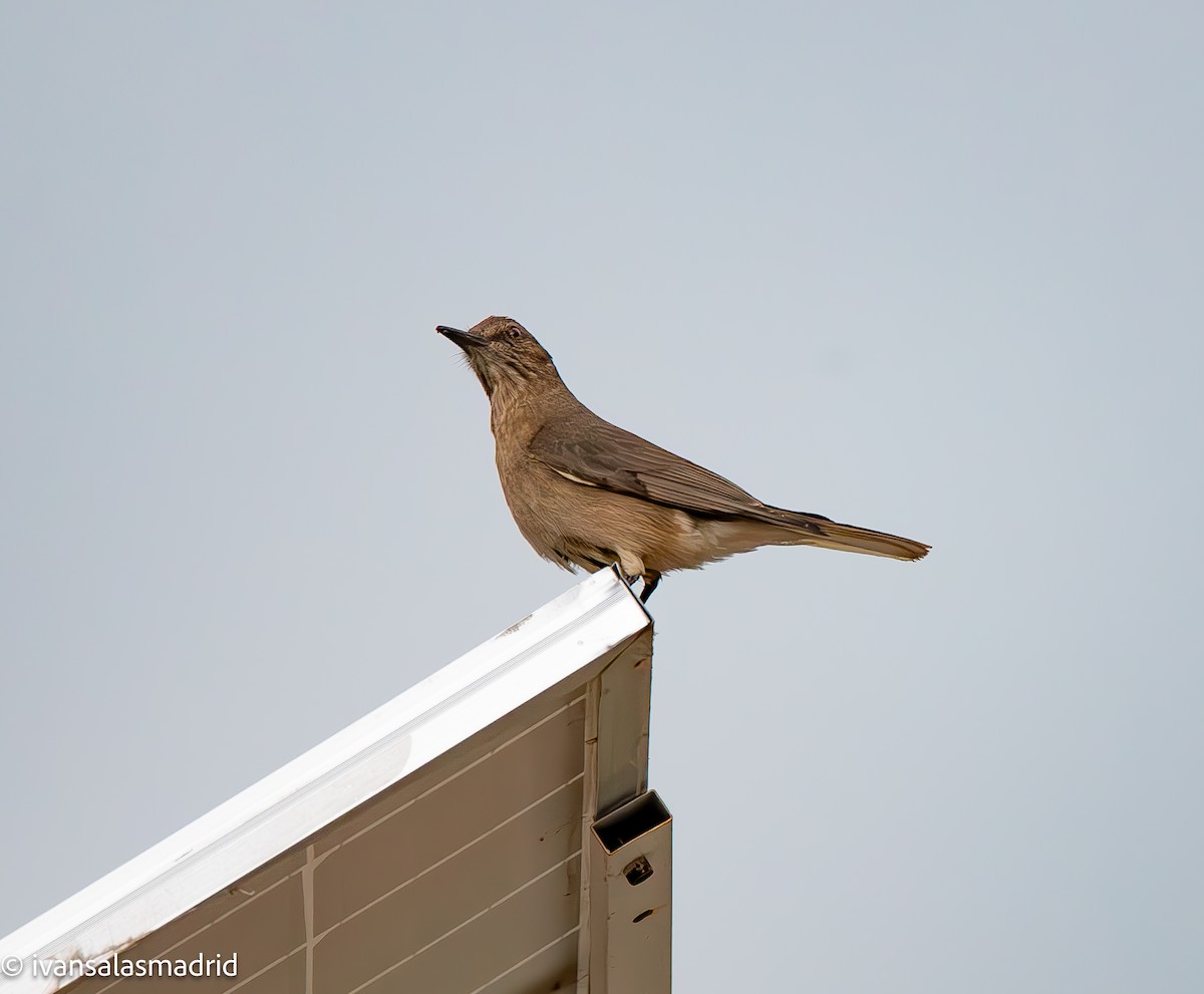 Black-billed Shrike-Tyrant - ML628883076