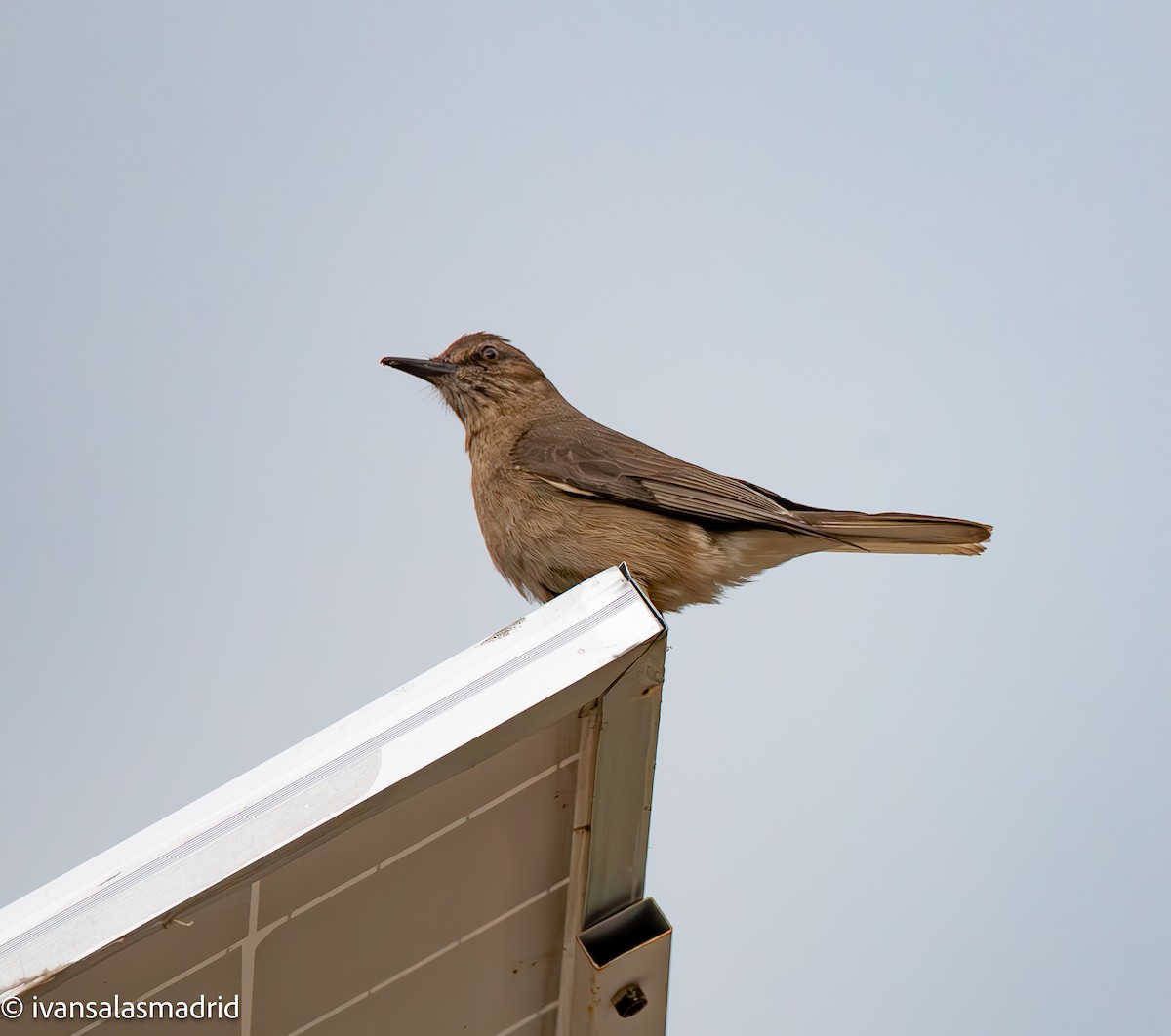 Black-billed Shrike-Tyrant - ML628883077