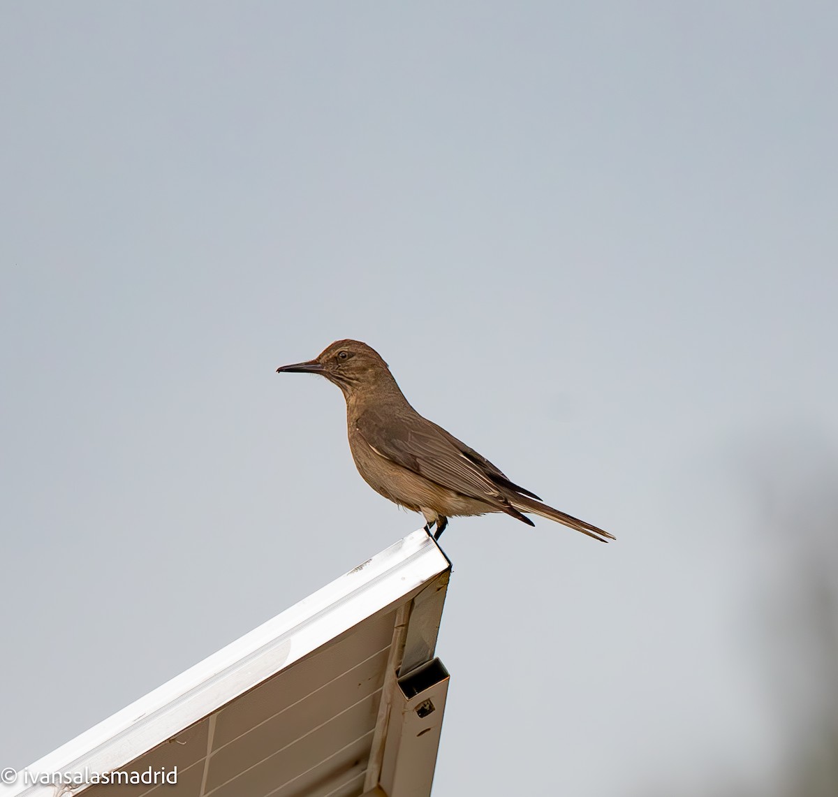 Black-billed Shrike-Tyrant - ML628883078