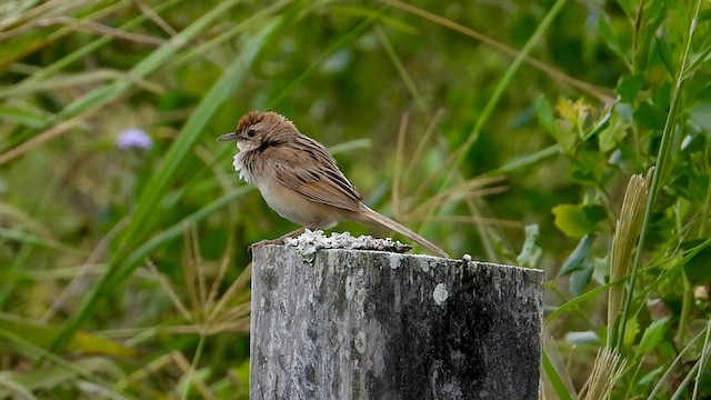Tawny Grassbird - ML628883228