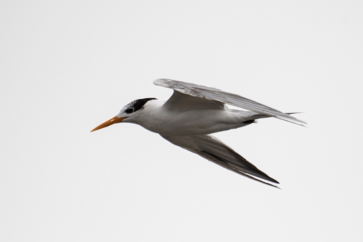 Lesser Crested Tern - ML628883233