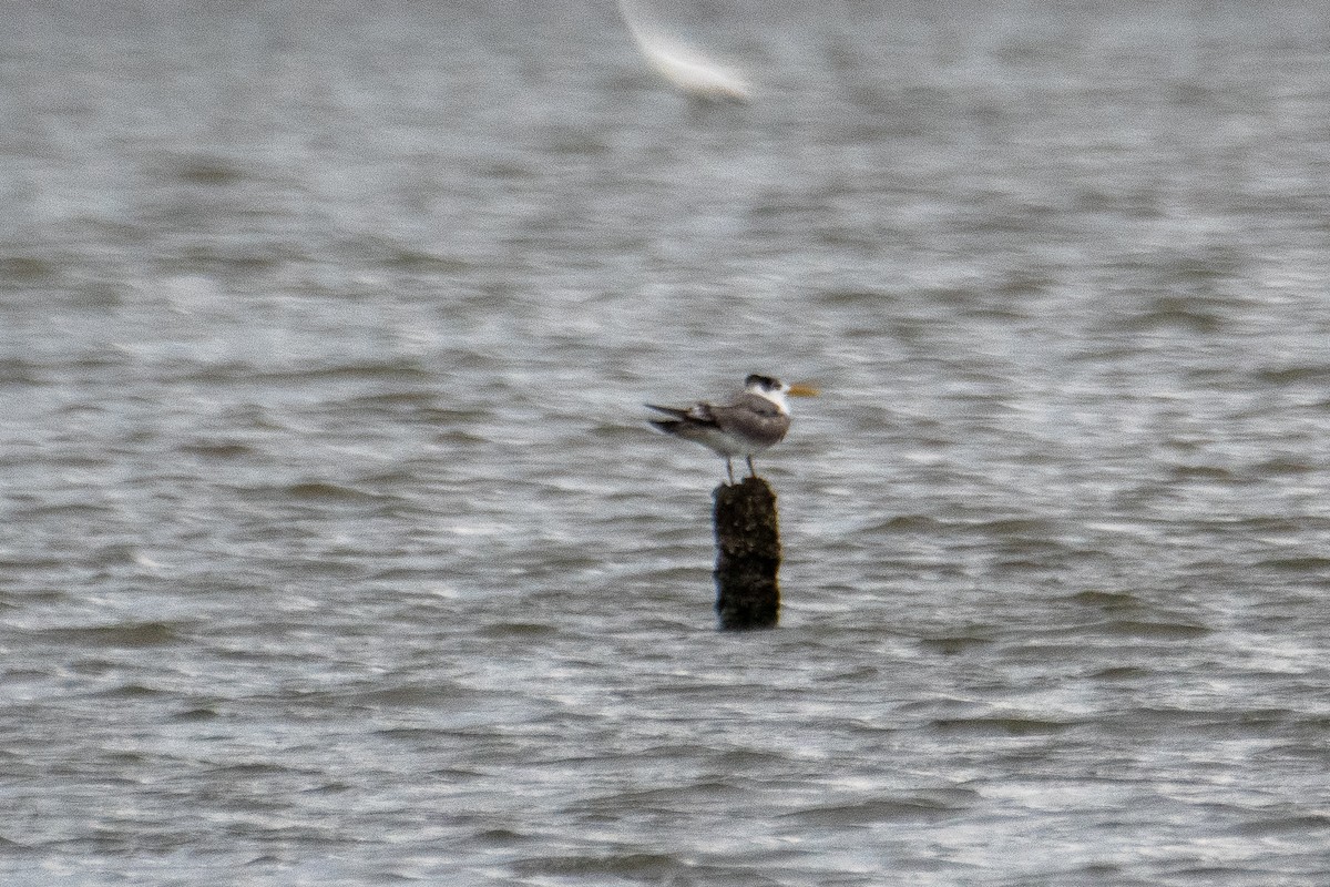 Lesser Crested Tern - ML628883234