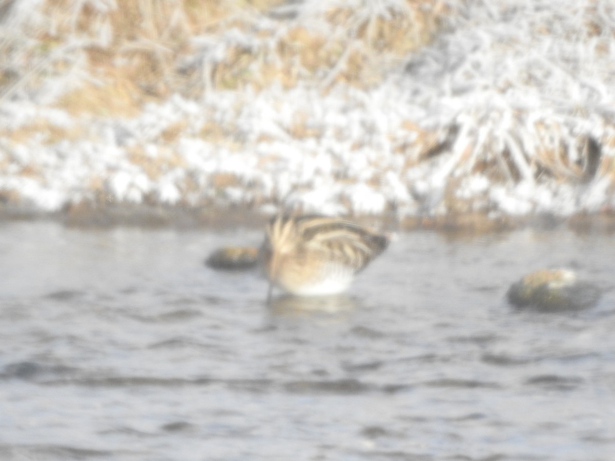 Wilson's Snipe - ML628883378