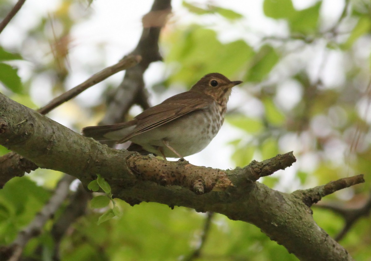 Swainson's Thrush - ML628883439