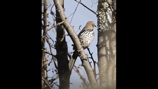 Тремблер мексиканський - ML628883495