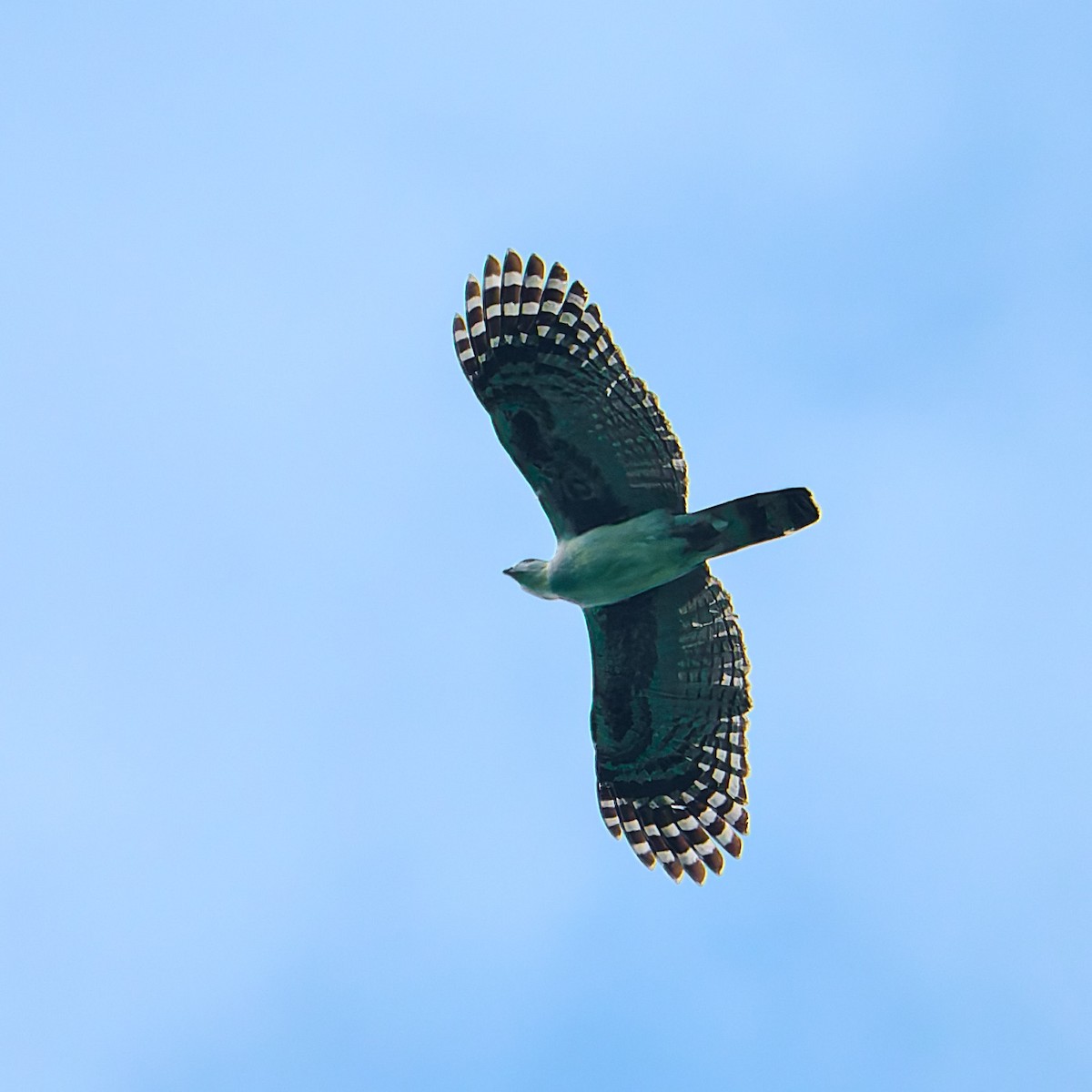 Gray-headed Kite - ML628883502