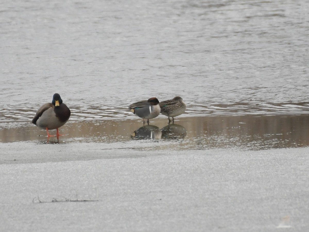 Ногоохон нугас - ML628883515