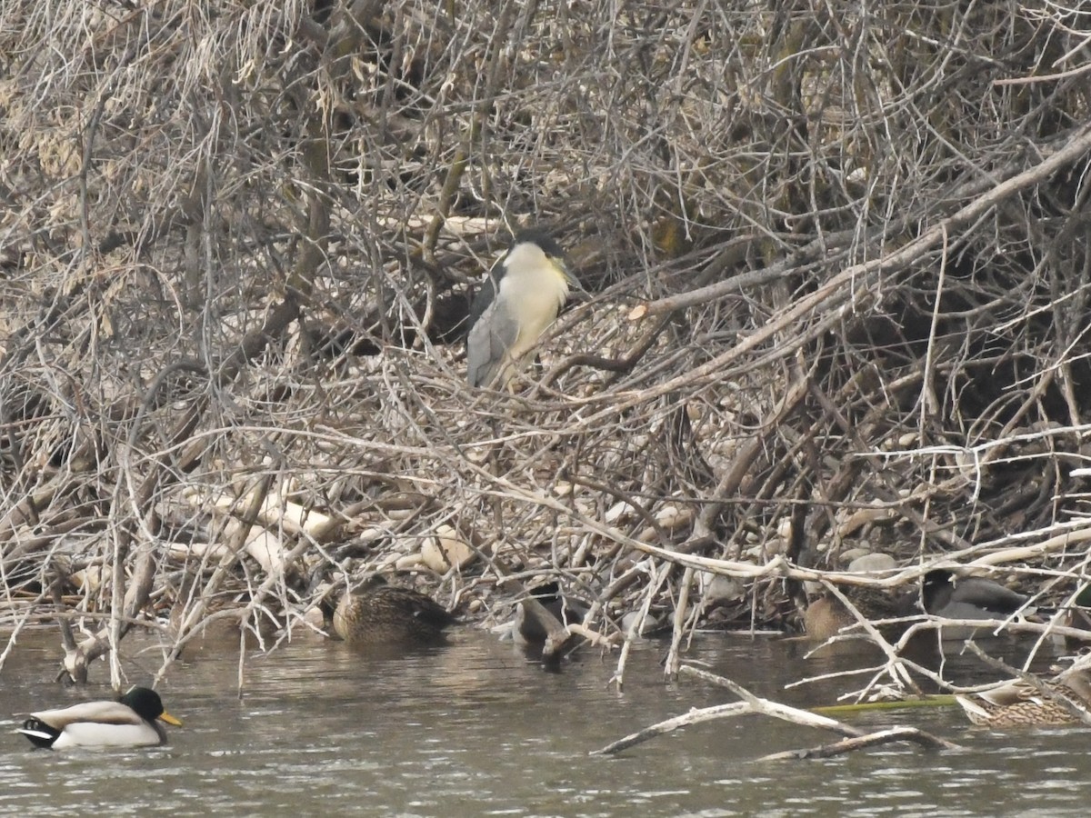 Ногоовор зашин - ML628883521