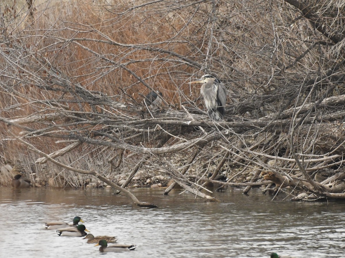 Great Blue Heron - ML628883563