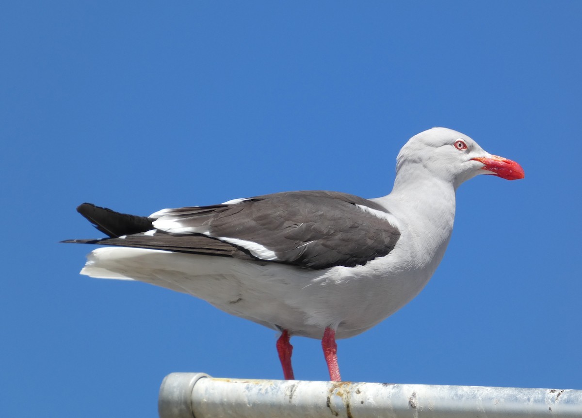 Dolphin Gull - ML628883610