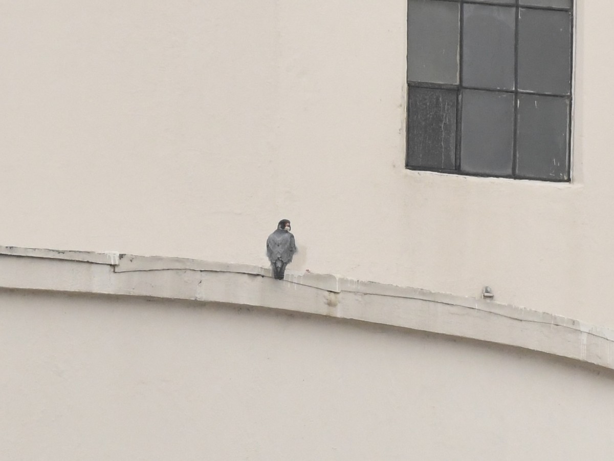 Peregrine Falcon - ML628883708