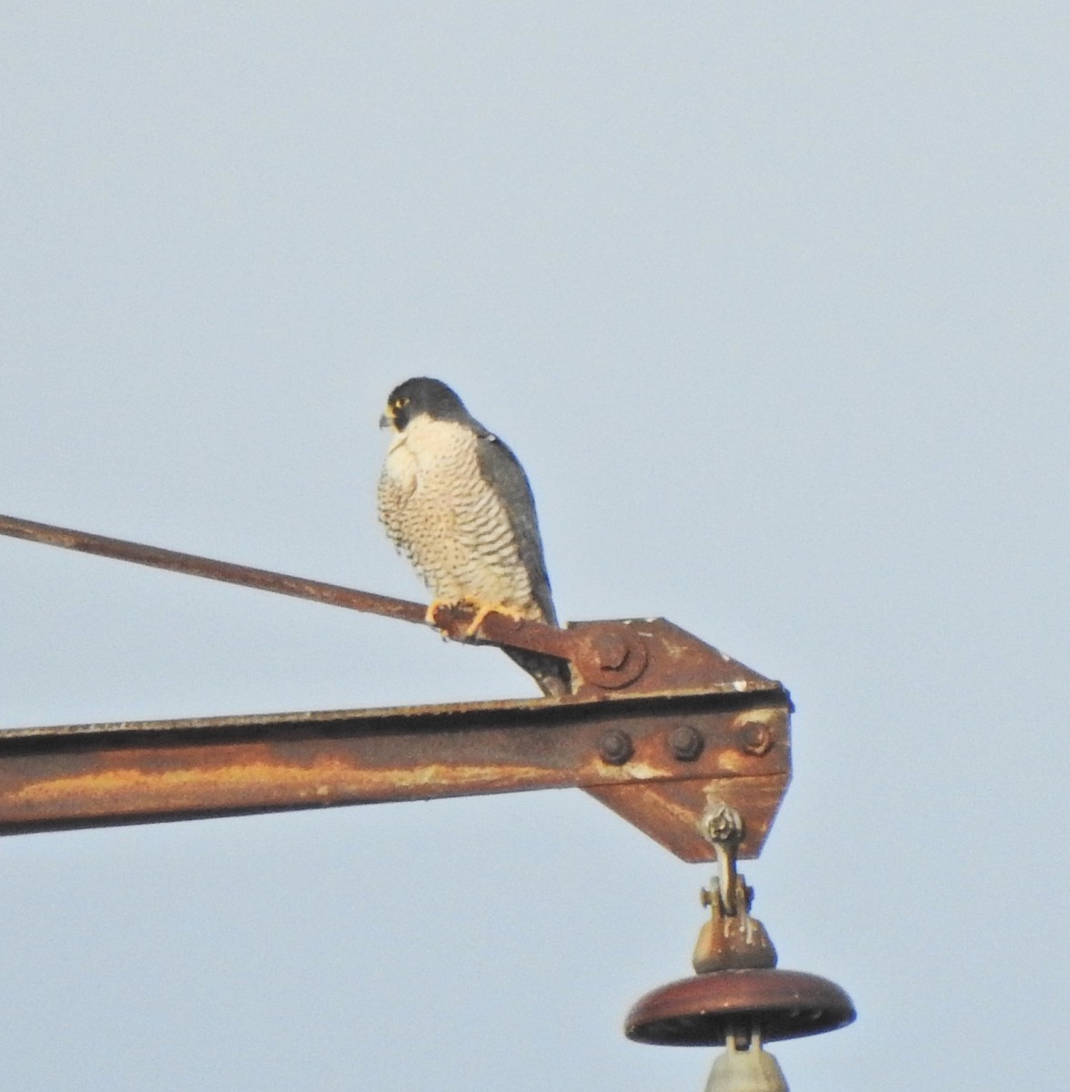 Эгэл шонхор - ML628883740