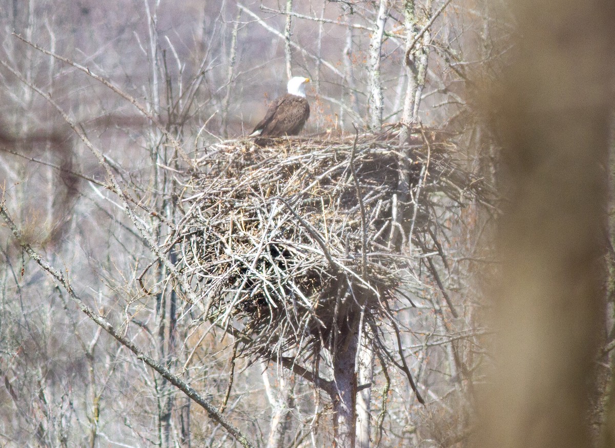 Bald Eagle - ML628883959