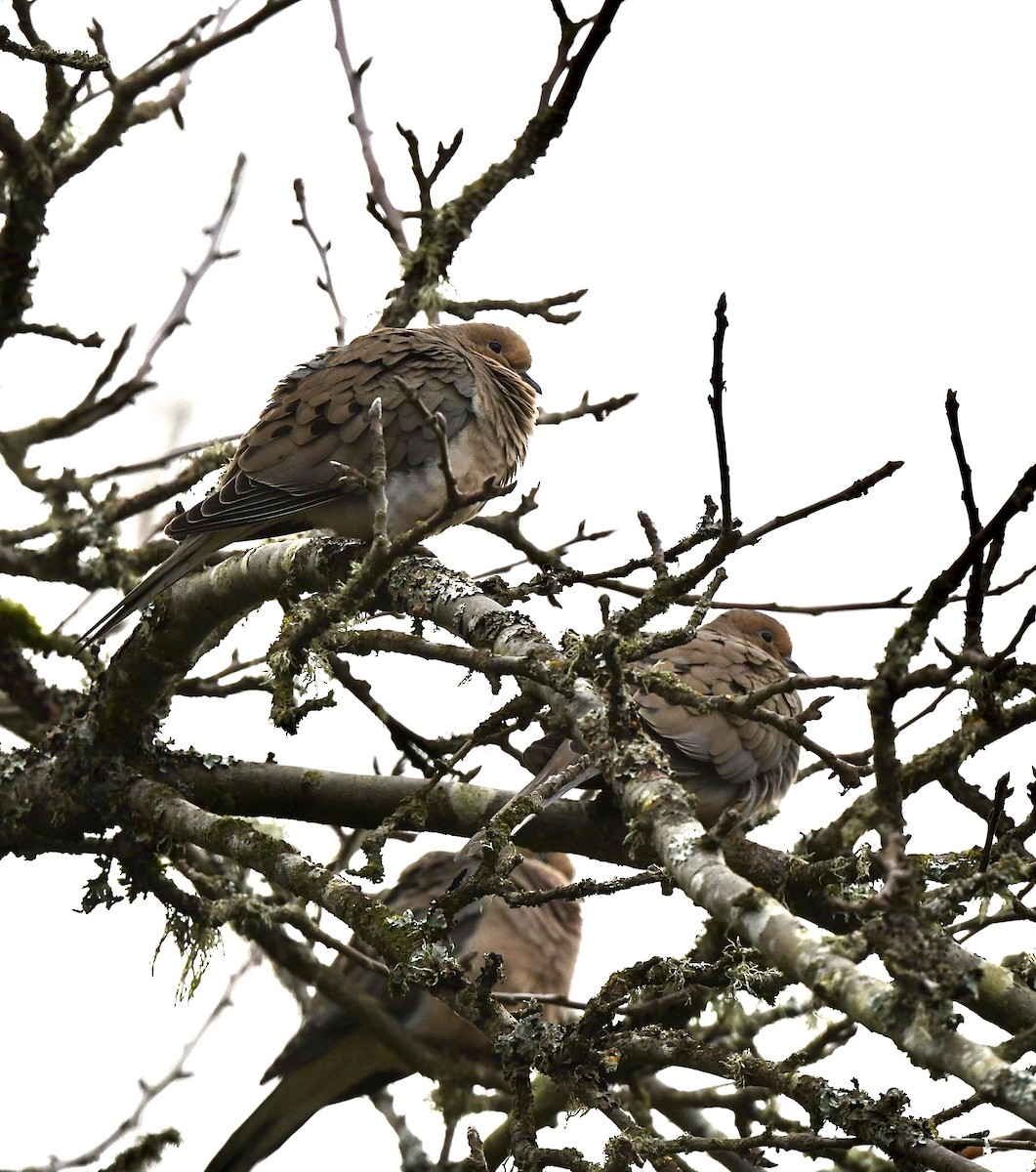 Mourning Dove - Kim  Beardmore