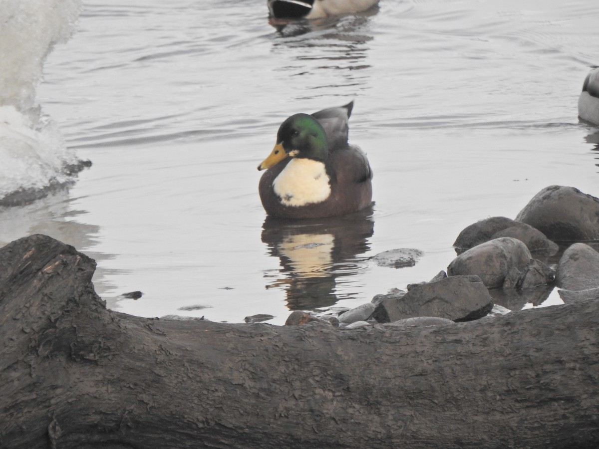 Тэжээмэл нугас - ML628884080