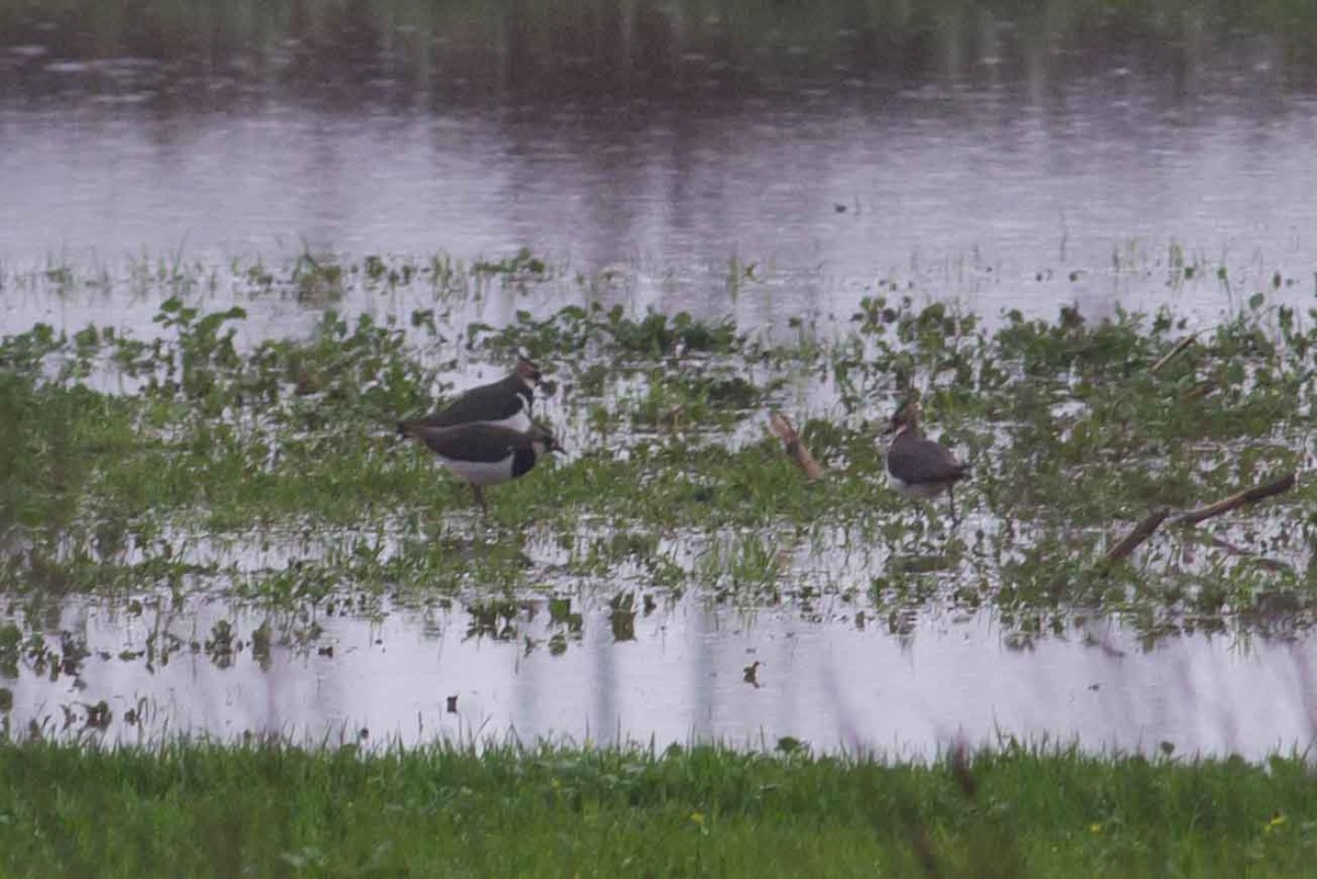 Northern Lapwing - ML628884088