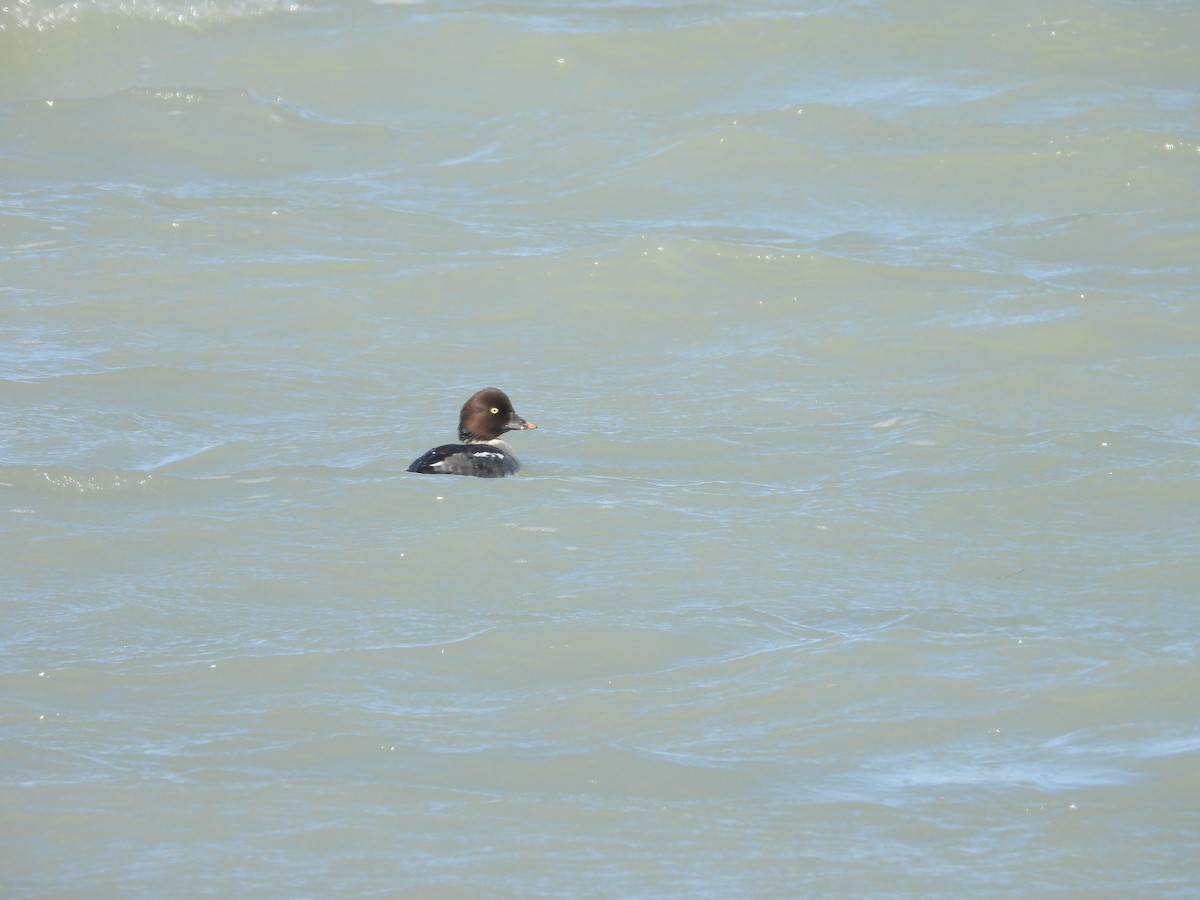 Common Goldeneye - ML628884148