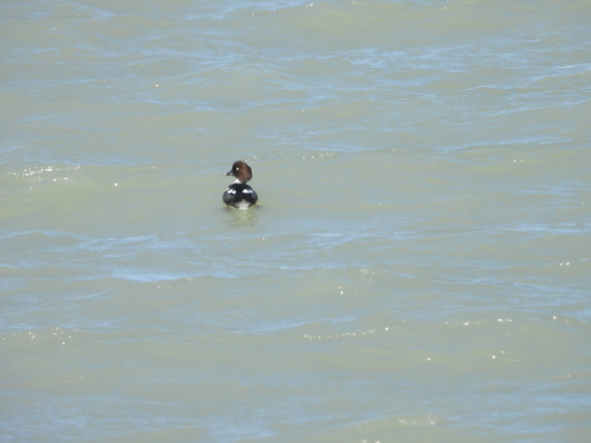 Common Goldeneye - ML628884159