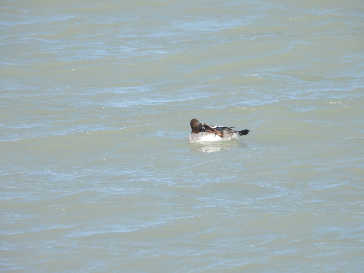 Common Goldeneye - ML628884167