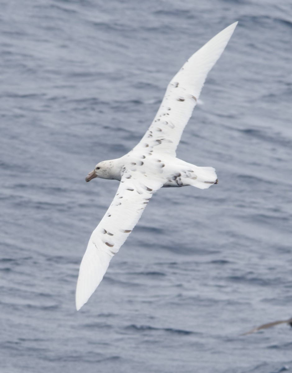 Southern Giant-Petrel - ML628884256