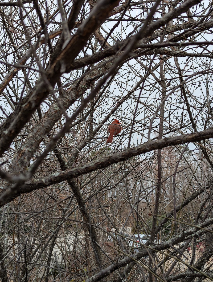 Northern Cardinal - ML628884288