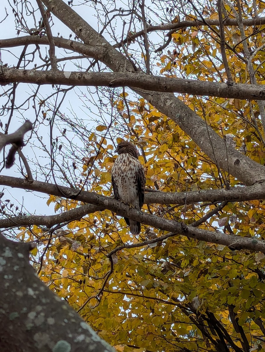 Red-shouldered Hawk - ML628884461