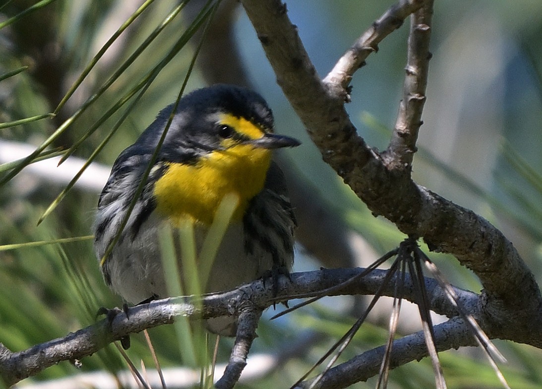 Grace's Warbler - ML628884519