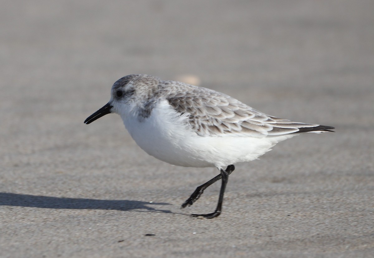 Гурвалж элсэг - ML628884709