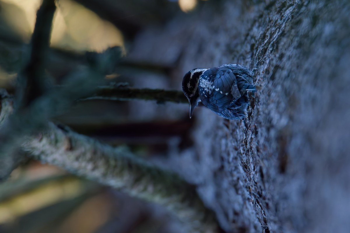 Eurasian Three-toed Woodpecker - ML628884941