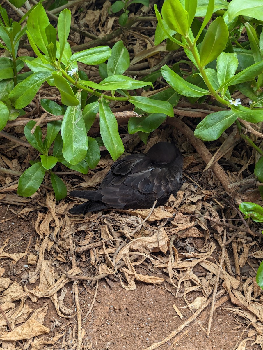 Wedge-tailed Shearwater - ML628884950