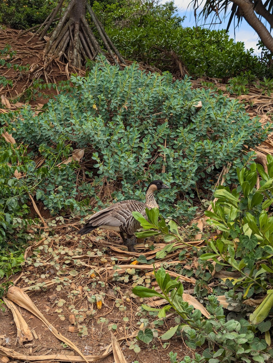 Hawaiian Goose - ML628884966