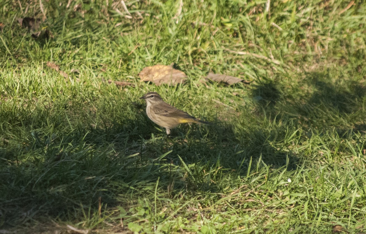 Palm Warbler - ML628885302
