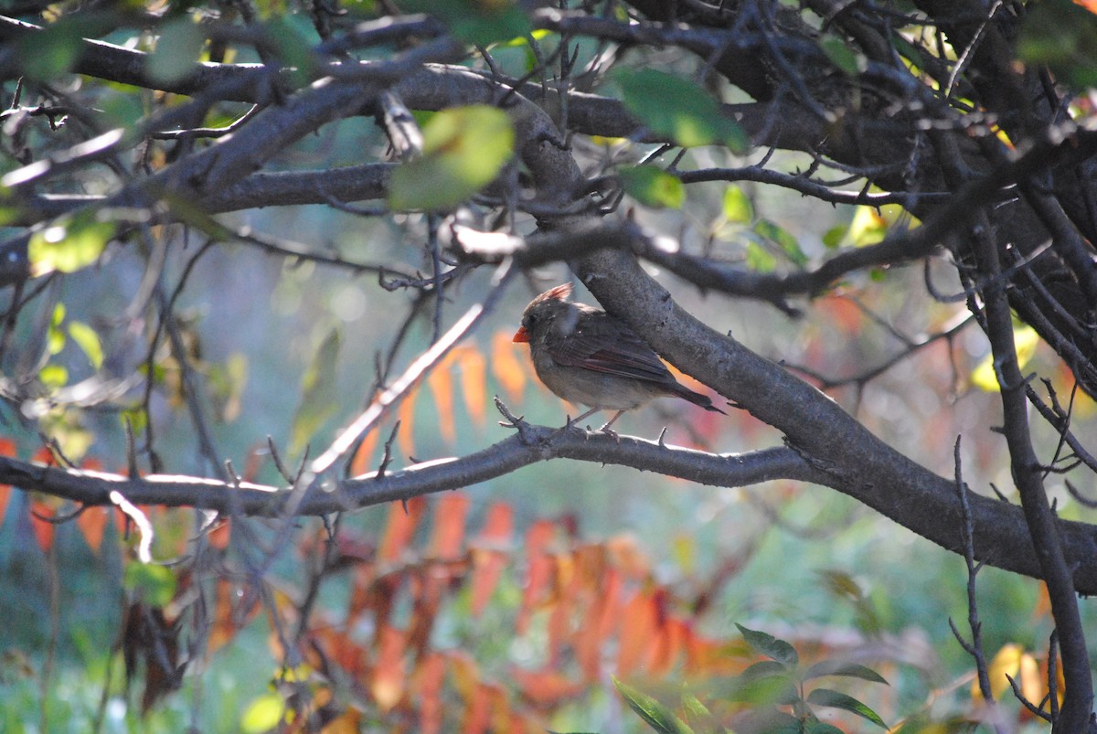 Northern Cardinal - ML628885311