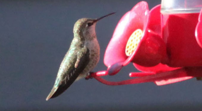 Anna's Hummingbird - ML628885438