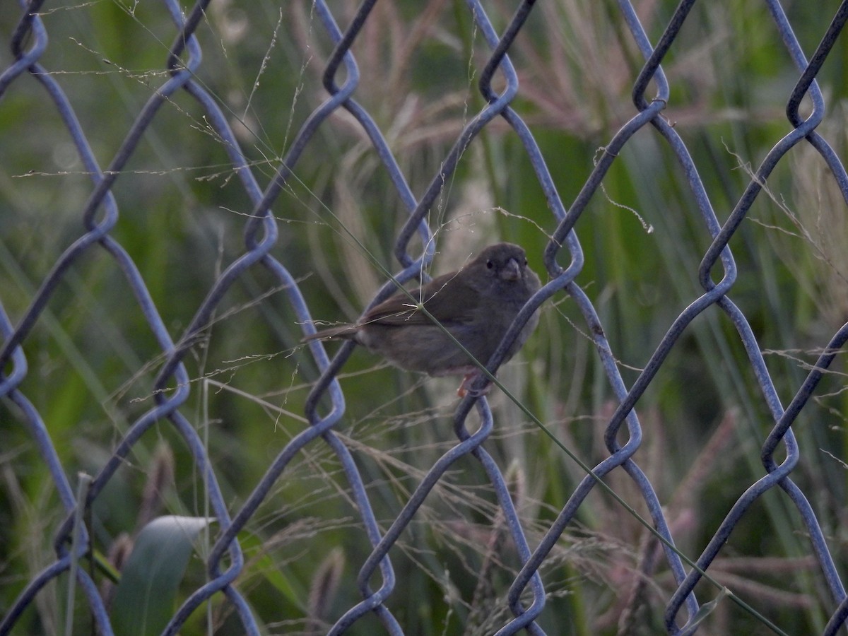 Black-faced Grassquit - ML628885526