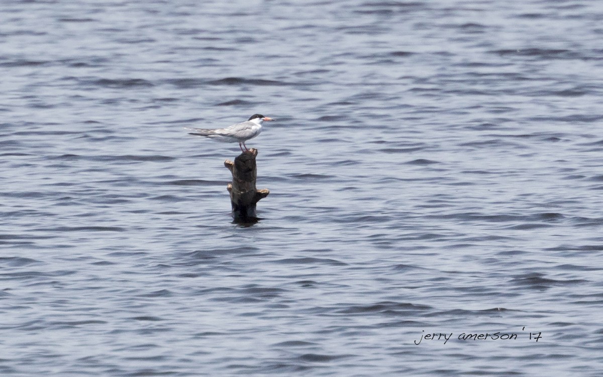 Forster's Tern - ML62888561