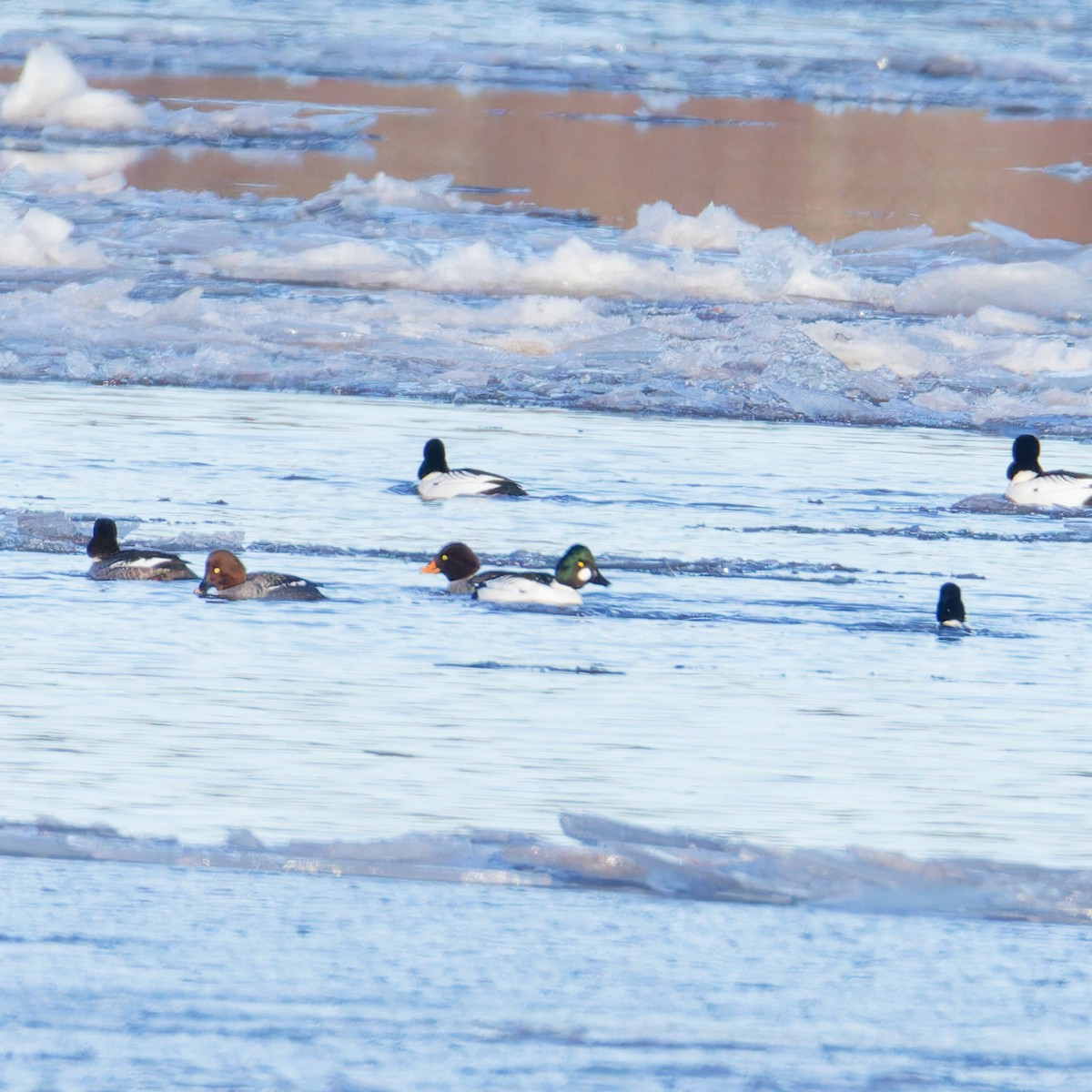 Barrow's Goldeneye - ML628885713