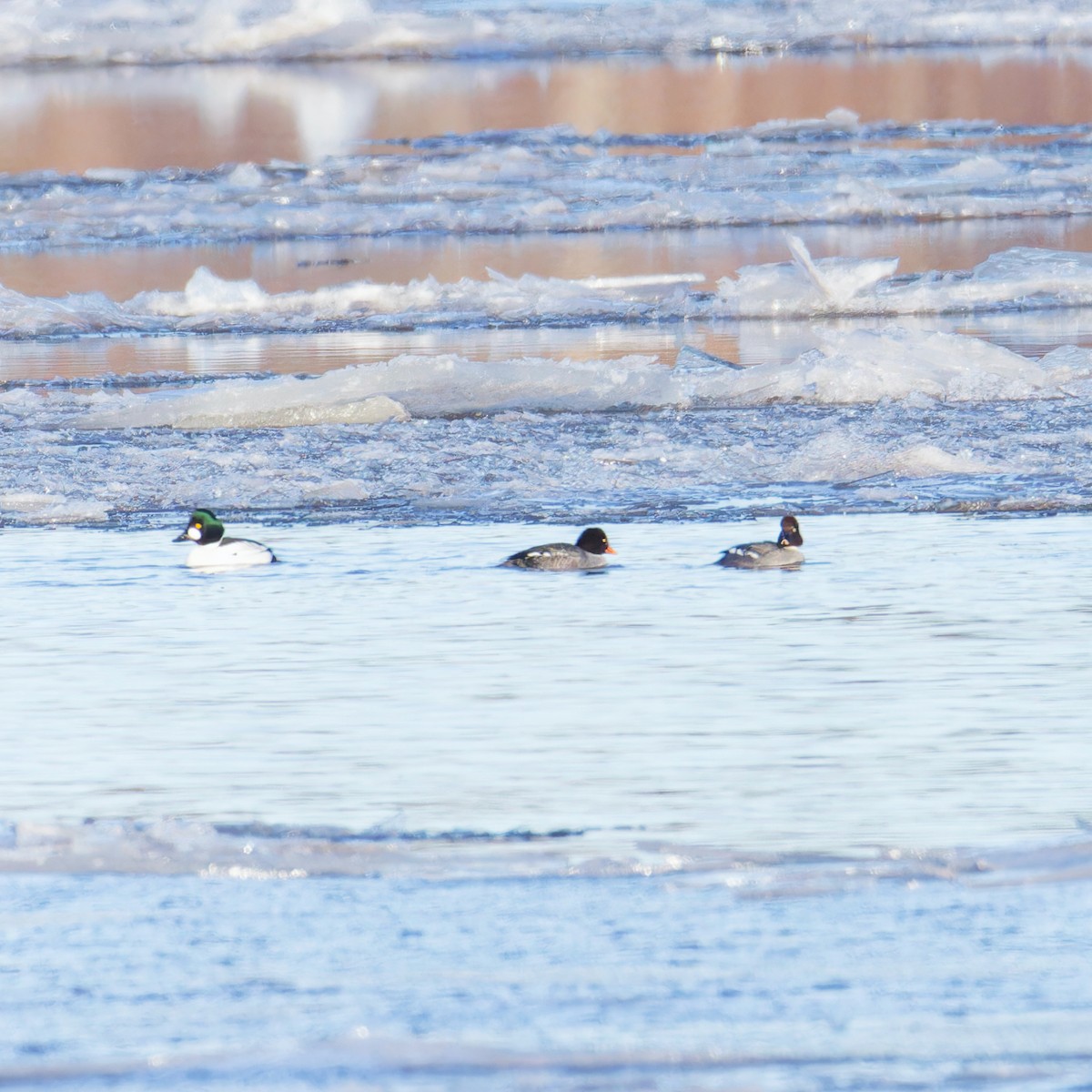 Barrow's Goldeneye - ML628885714
