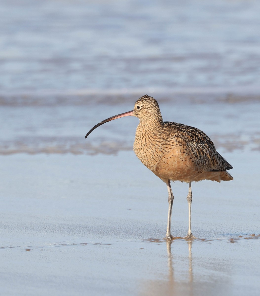 Long-billed Curlew - ML628886031