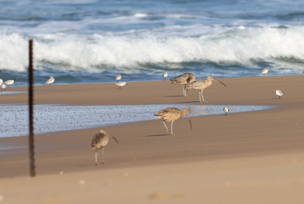 Long-billed Curlew - ML628886050