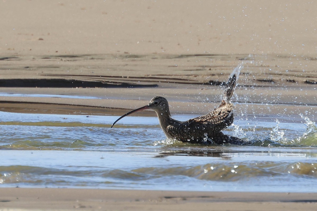 Long-billed Curlew - ML628886076