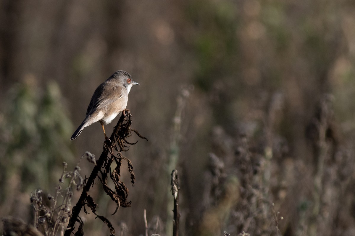 Curruca Cabecinegra - ML628886168