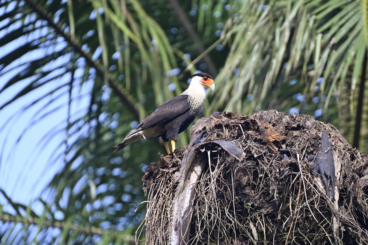Caracara huppé - ML628886289