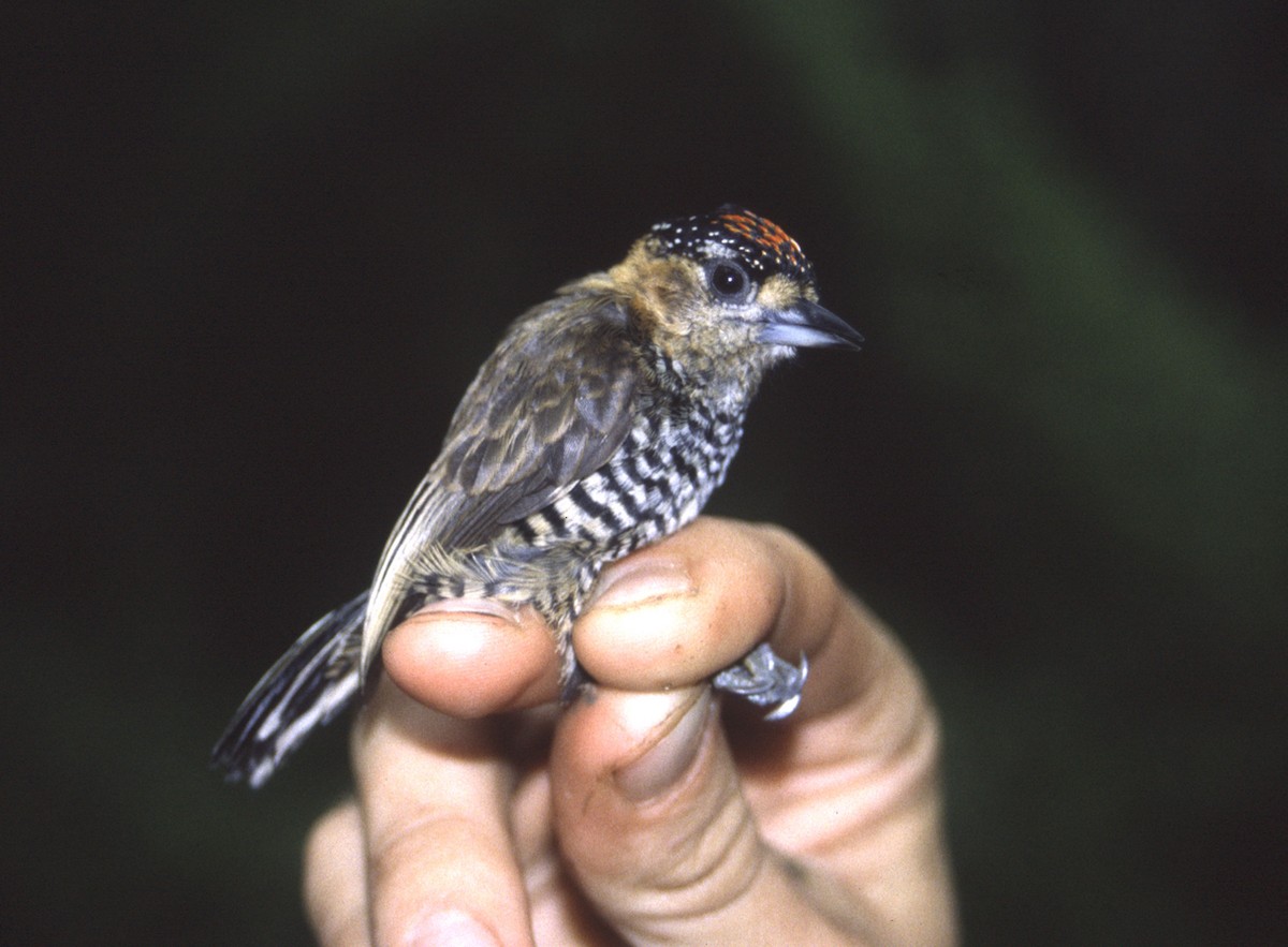 Ochre-collared Piculet - ML628886341