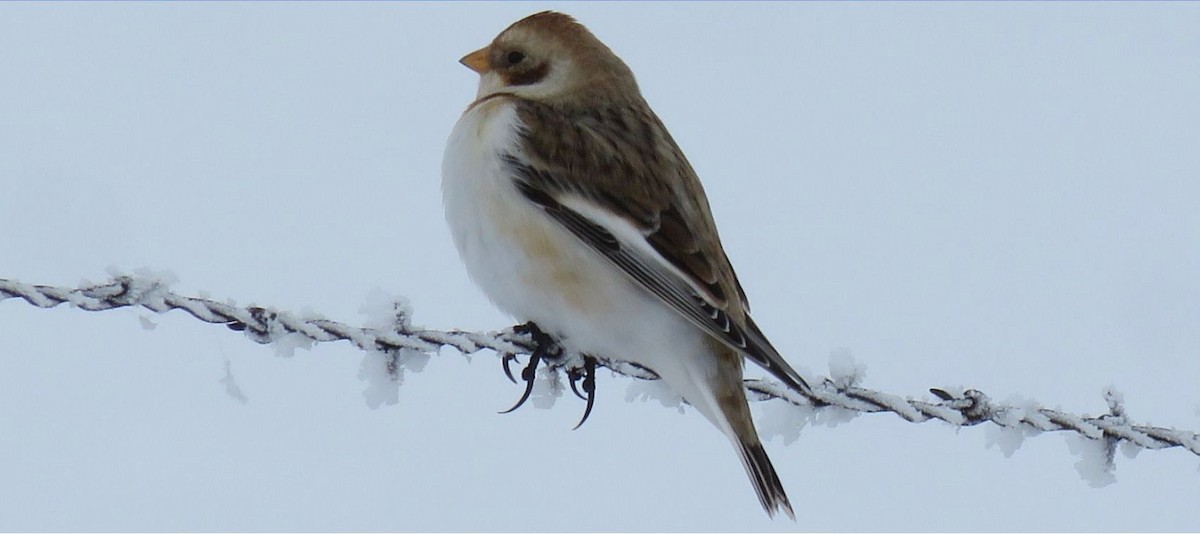 Snow Bunting - ML628886374