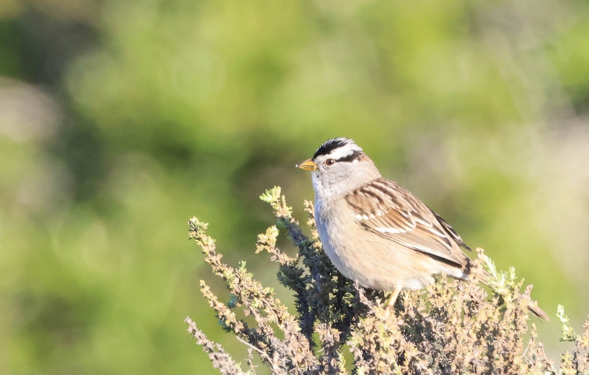 White-crowned Sparrow - ML628886417