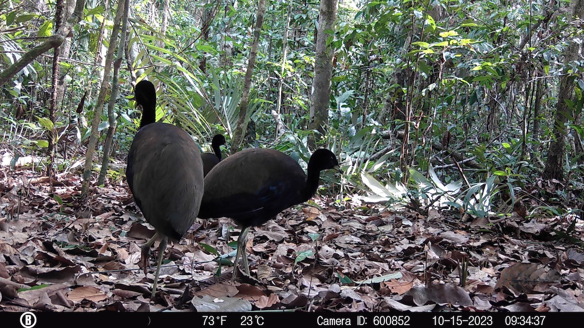 trubač zelenokřídlý - ML628886593